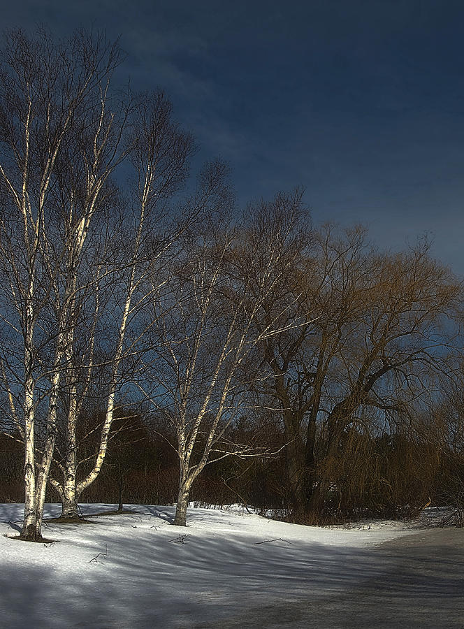 Country Roadside Birch Photograph by JGracey Stinson
