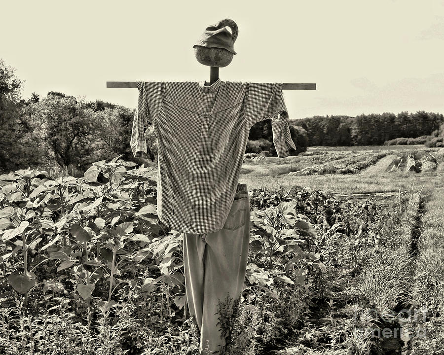 Country Scarecrow In Black And White Photograph by Smilin Eyes Treasures
