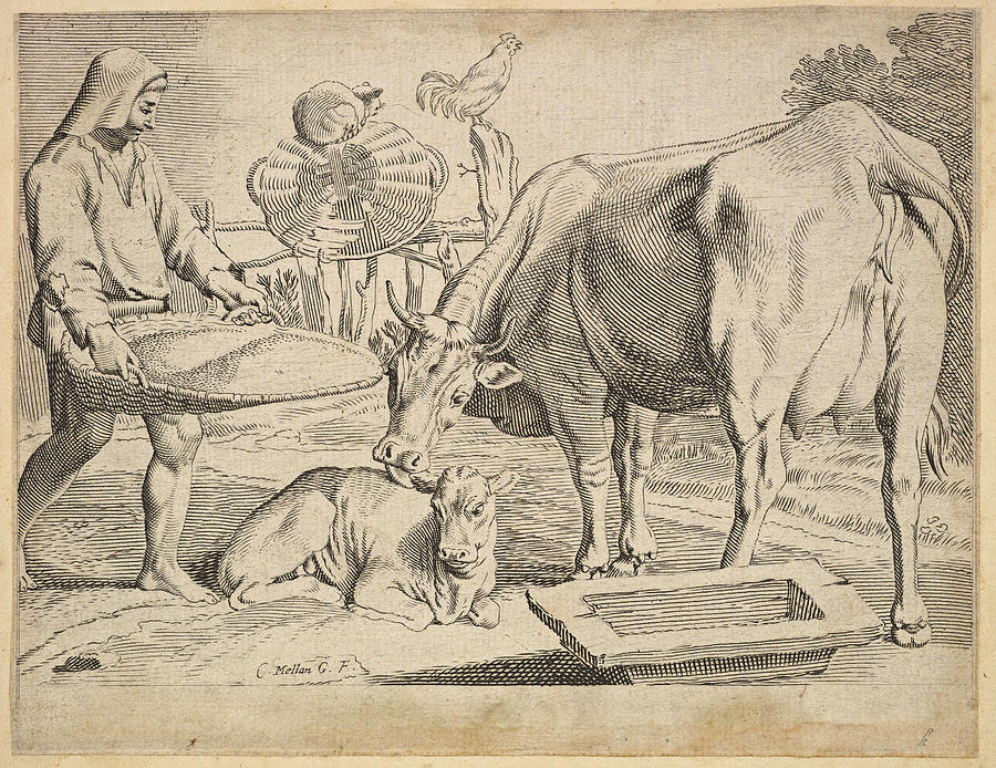 Country Scene with a Peasant Cow and Calf  Drawing by Claude Mellan