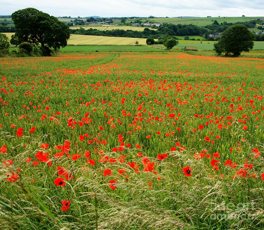 Country Summer Photograph by David Birchall