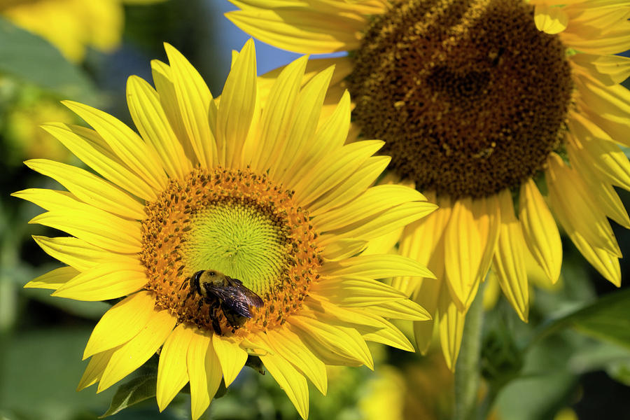 Country Sunflowers and Bumble Bee Photograph by Kathy Clark
