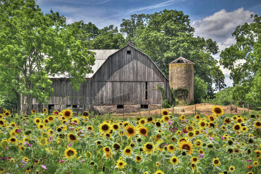 Flower Photograph - Country Sunflowers by Lori Deiter