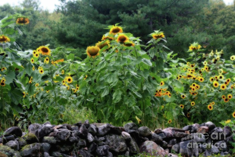 Country Sunflowers Photograph by Smilin Eyes Treasures