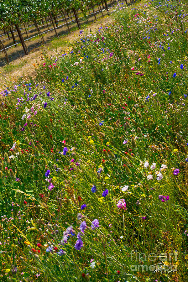 Country Wildflowers I   Photograph by Shari Warren