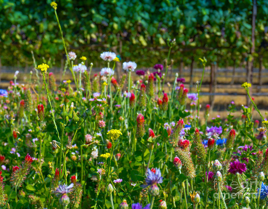 Country Wildflowers II Photograph by Shari Warren