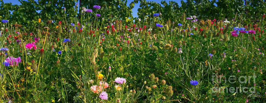 Country Wildflowers III Photograph by Shari Warren