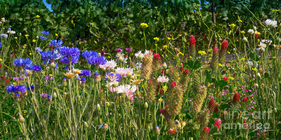 Country Wildflowers IV Photograph by Shari Warren