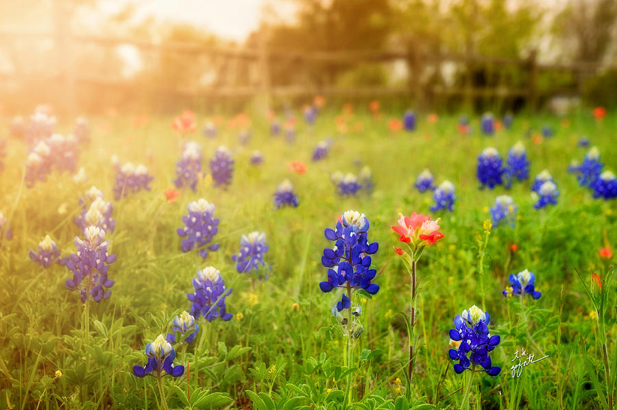 Country Wildflowers Photograph by TK Goforth