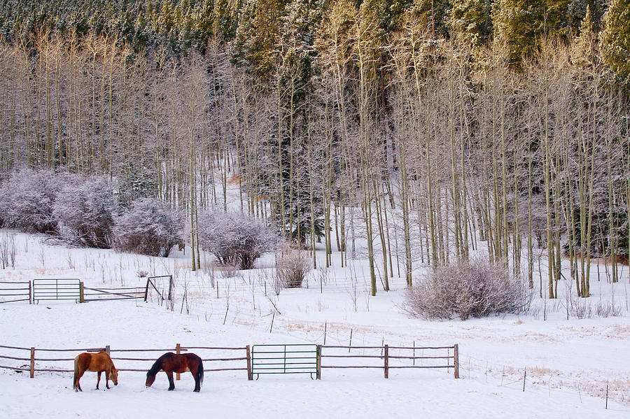 Country Winter Morning Photograph by John De Bord
