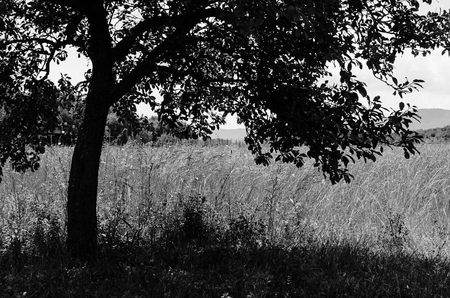 Countryside of Italy BnW Photograph by AM FineArtPrints