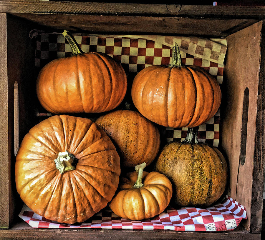 County Fair Pumpkins Photograph by Steph Gabler