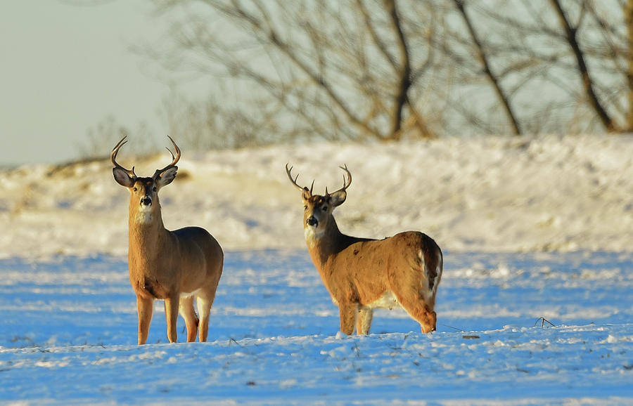Deer Photograph - Couple Bucks by Robert Smice