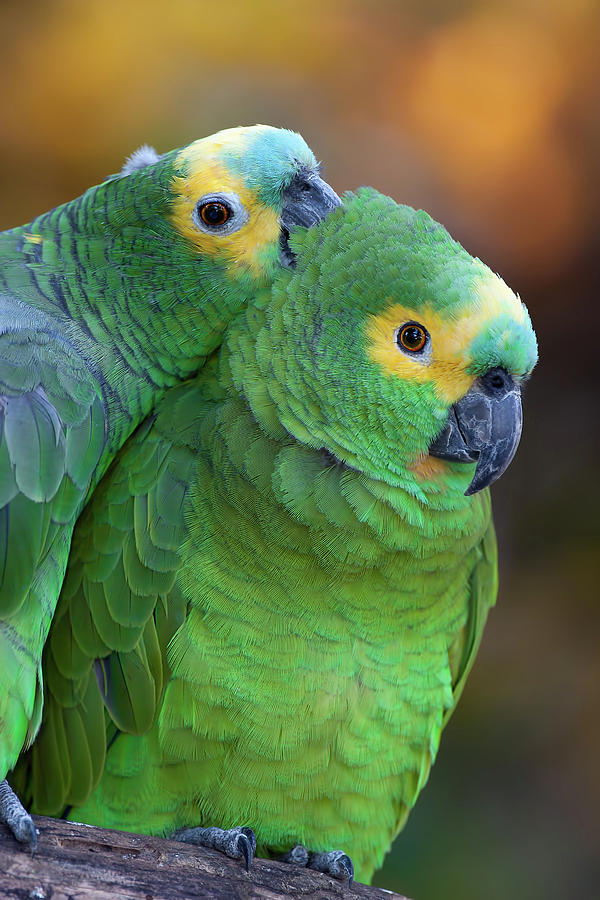 Couple Of Amazon Parrots Photograph By Pablo Rodriguez Merkel