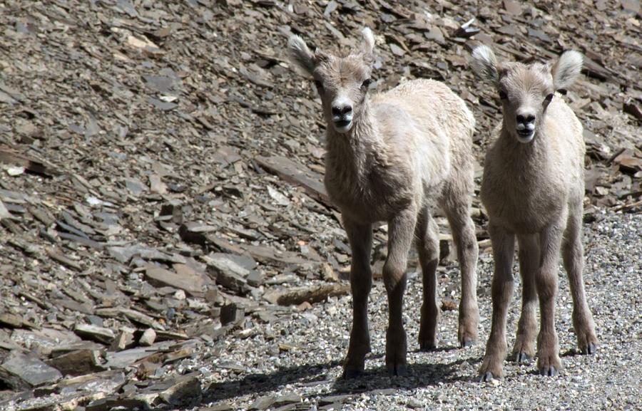 Banff National Park Photograph - Couple of Cuties- Baby Bighorn by Tiffany Vest