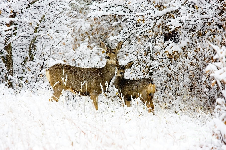 Couple of Doe Mule Deer in Snow Photograph by Steven Krull
