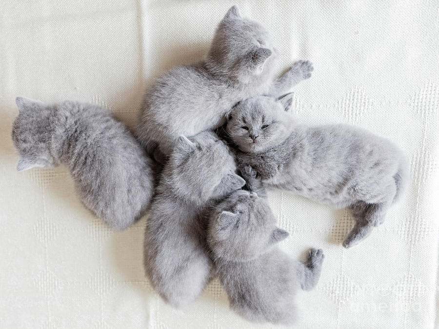 Couple of fluffy kittens sleeping. British shorthair cats. Photograph by Michal Bednarek