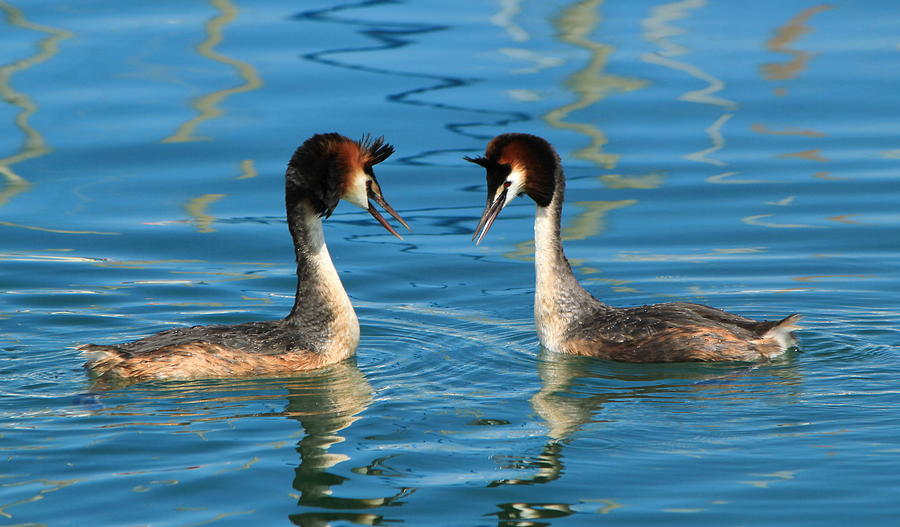 Couple of great crested grebe ducks Photograph by Elenarts - Elena Duvernay photo