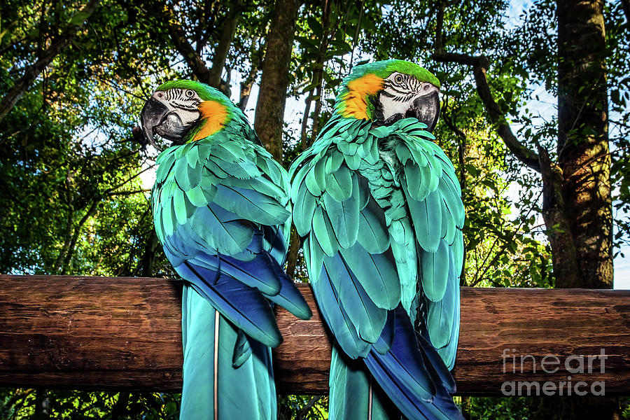 Couple of Macaw parrots Photograph by Anna Om