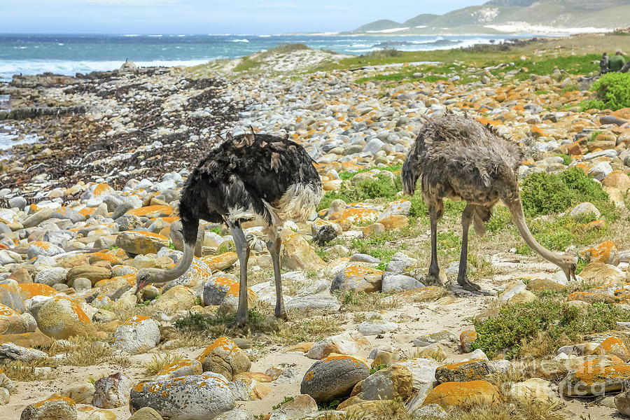 Couple of ostriches Photograph by Benny Marty