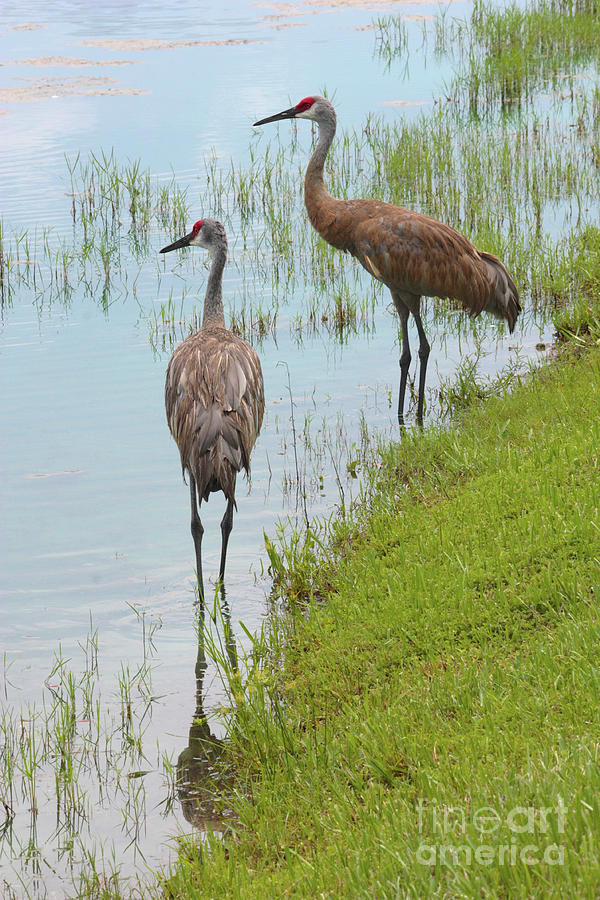 Couple of Sandhills by Pond Photograph by Carol Groenen