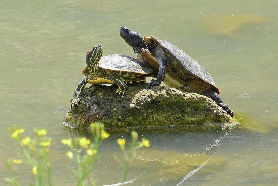 Couple Of Water Turtles Photograph by Nicola Fusco - Fine Art America