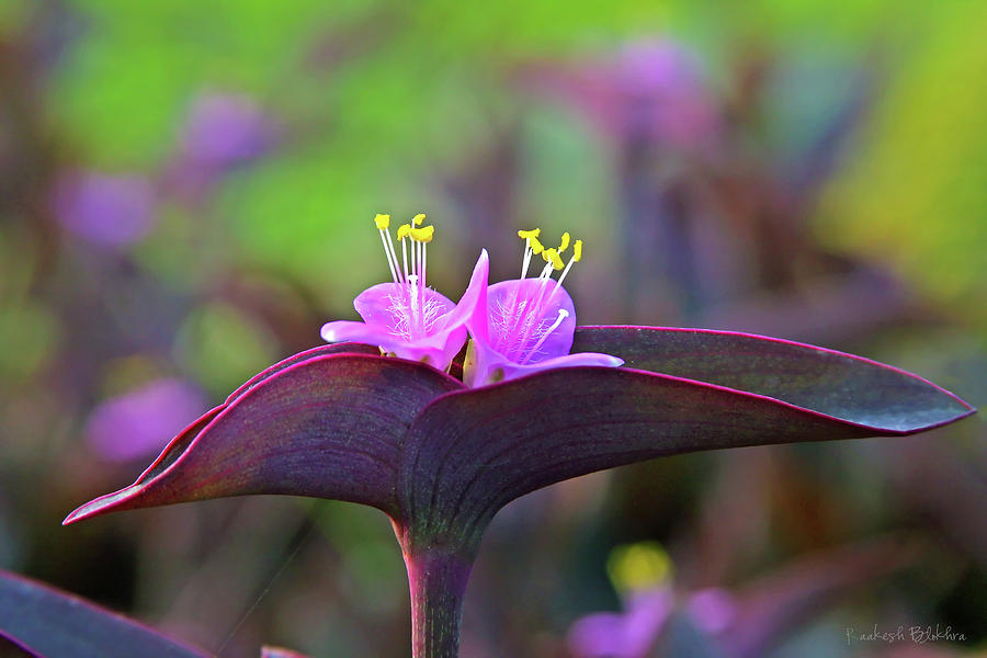 Flower Photograph - Couple by Raakesh Blokhra