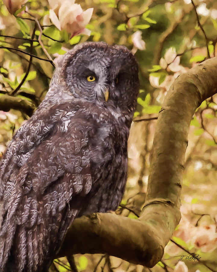 Courage - Owl Art Photograph by Jordan Blackstone