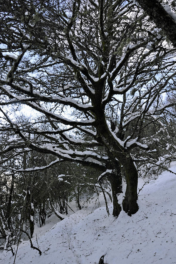 Tree Photograph - Coureleando by Taly Amoedo