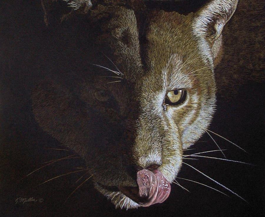 Cougar Night Drawing by Kathie Miller