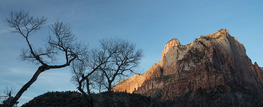 Tree Photograph - Court Of The Patriarchs Sunrise Zion National Park by Steve Gadomski