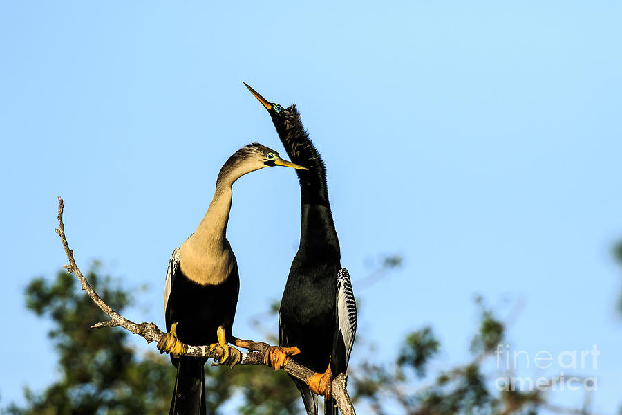 Courting Anhingas Photograph by Ben Graham