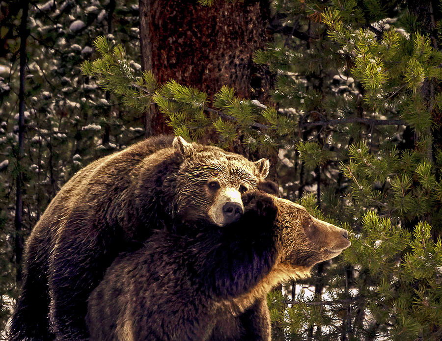 Yellowstone National Park Photograph - Courting Grizzlies by Bruce J Barker