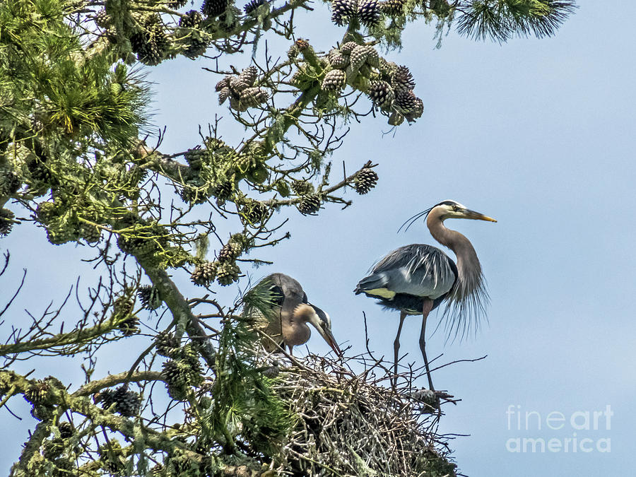 Great Blue Heron Couple Photograph by Kate Brown