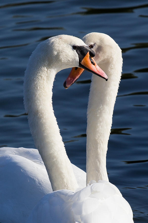 Courting Swans Photograph by David Pyatt