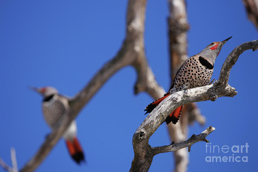 Bird Photograph - Courtship by Alyce Taylor