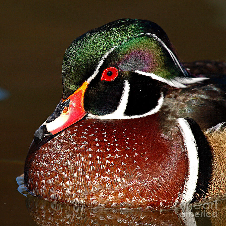 Courtship Colors Of A Wood Duck Drake Photograph by Max Allen