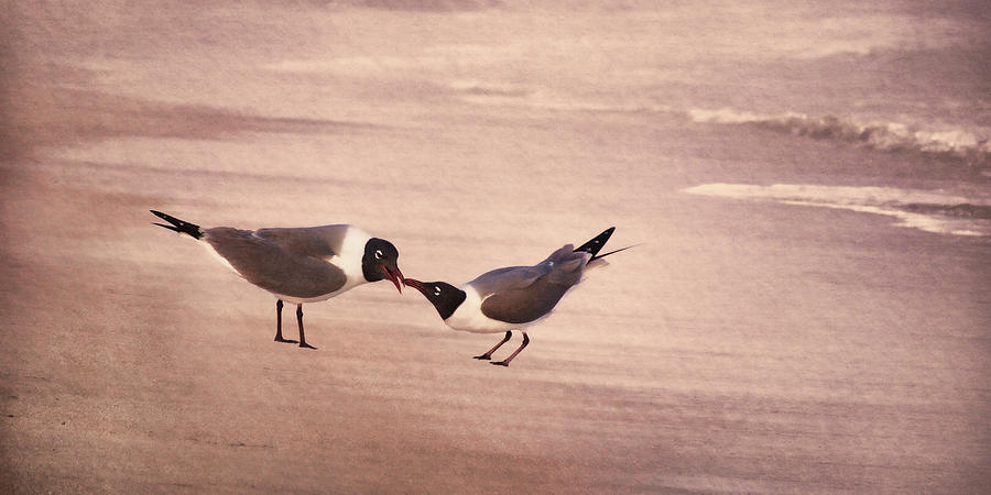 Courtship Dance of the Laughing Gull Photograph by Leda Robertson