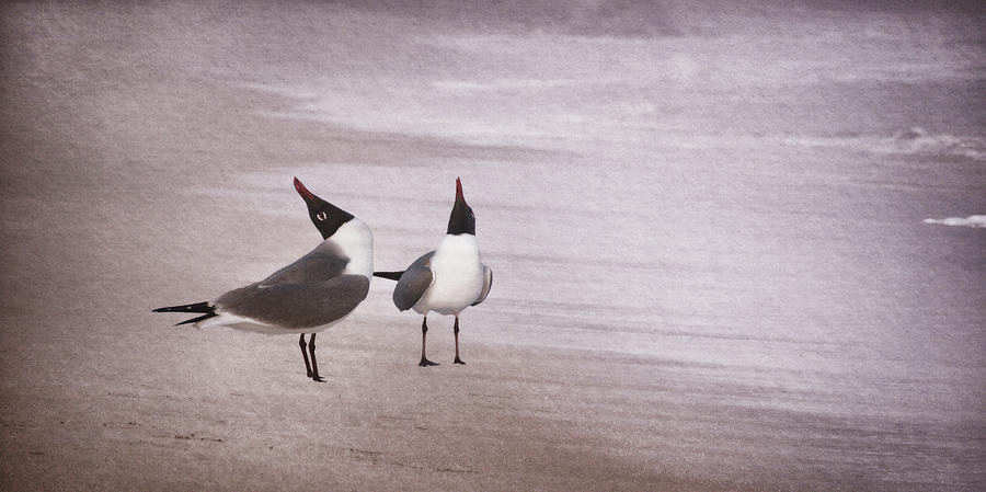 Courtship Dance of the Laughing Gulls II Photograph by Leda Robertson
