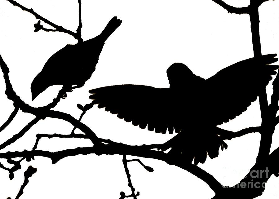 Courtship in Silhouette Photograph by Jean Wright
