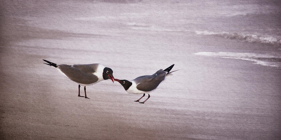 Courtship of the Laughing Gull I Photograph by Leda Robertson