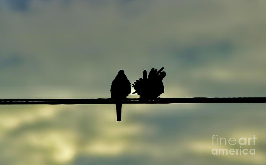 Courtship on the Wire Photograph by Craig Wood