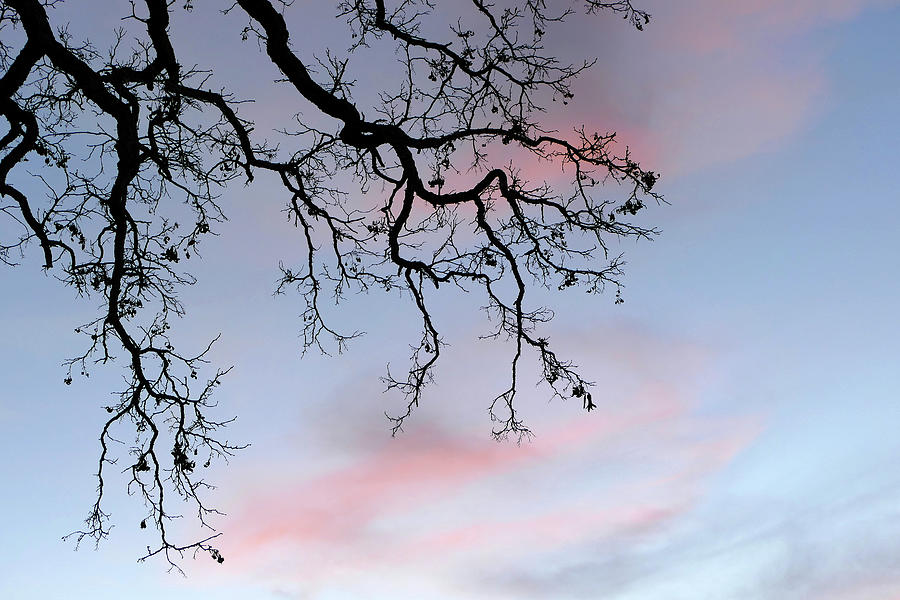 Sunset Tree Photograph by JustJeffAz Photography