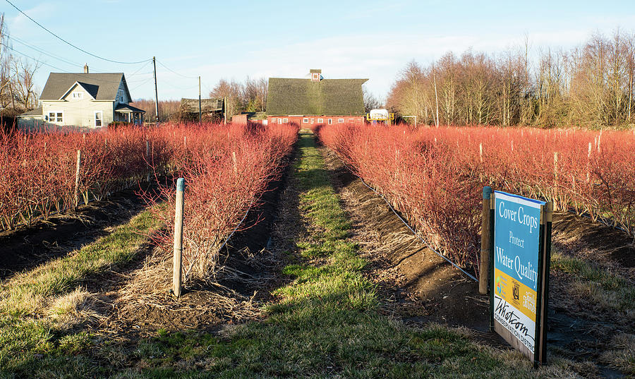 Blueberry Photograph - Cover Crops Protect Water Quality by Tom Cochran