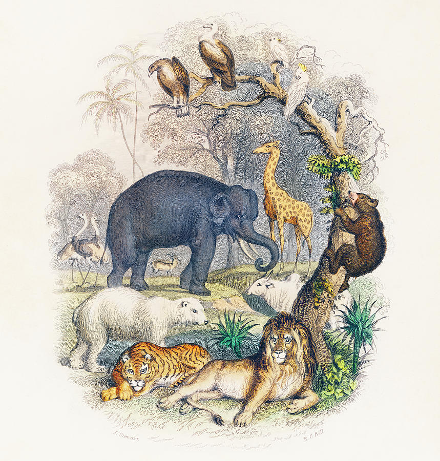 Cover of A history of the earth and animated nature Painting by Vincent Monozlay