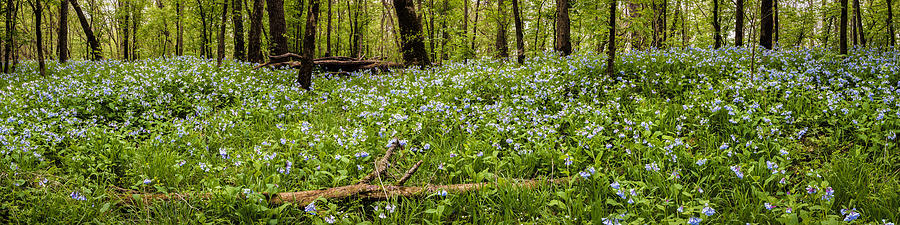 Covered in Bluebells Photograph by Scott Bean