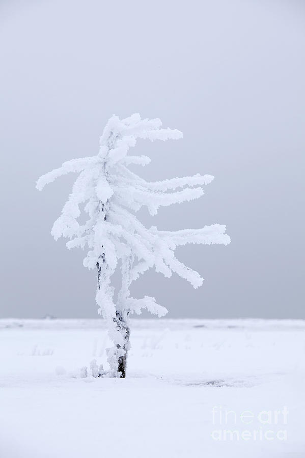 Winter Photograph - Covered in Frost by Tim Grams