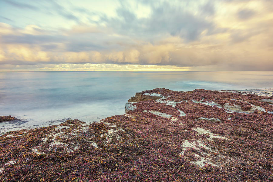 Covered In Kelp Windansea Beach Photograph by Joseph S Giacalone