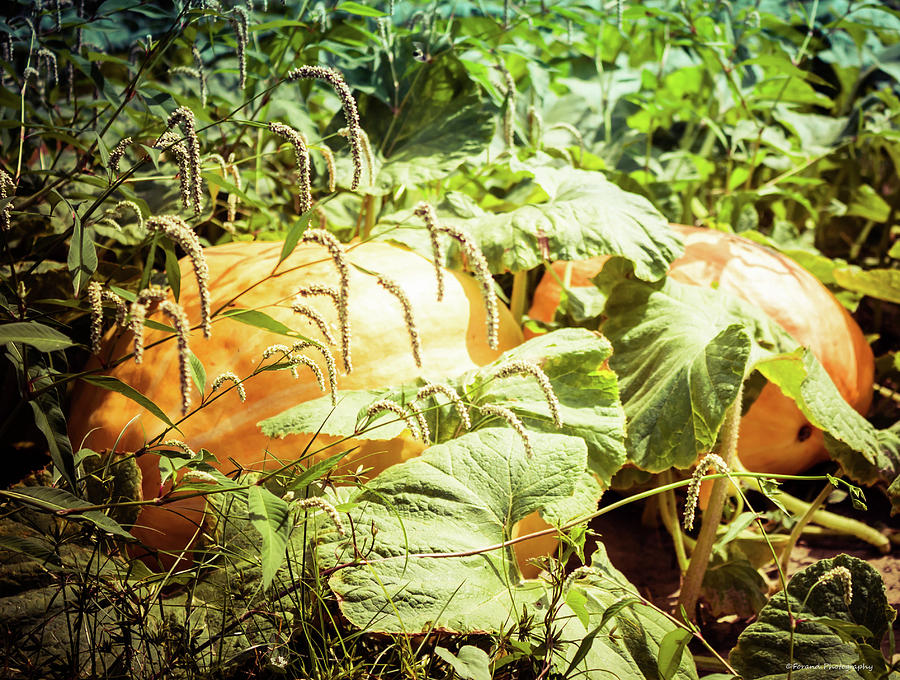 Covered Pumpkin Photograph by Debra Forand