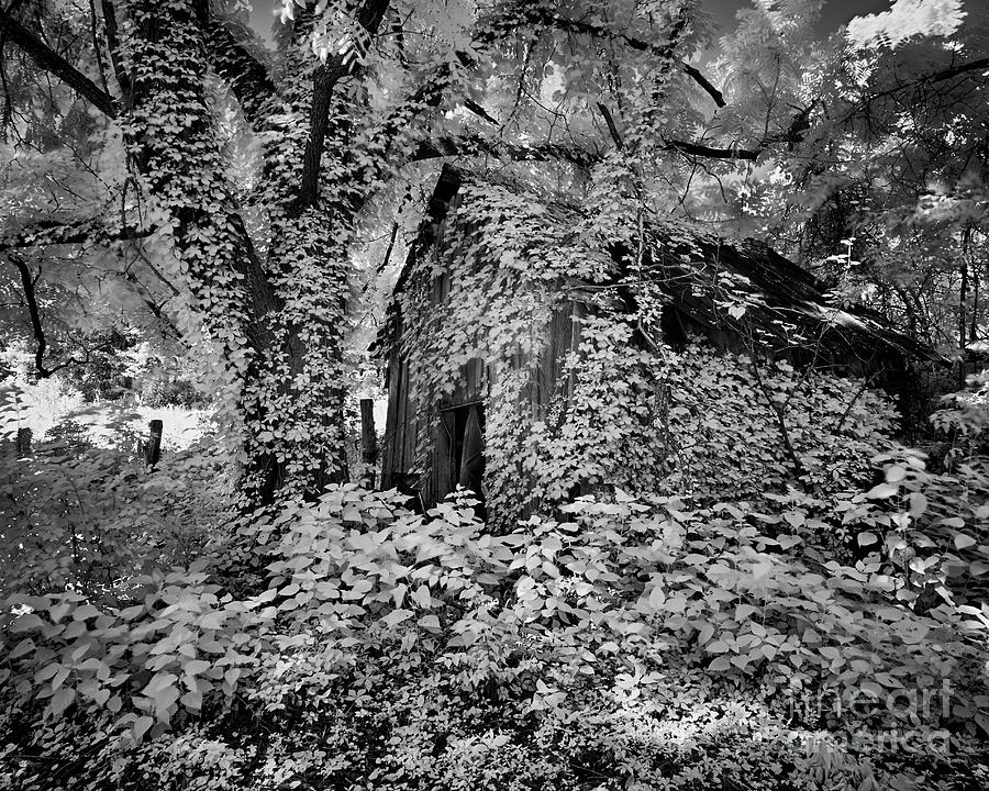 Covered Shed Photograph by Stanton Tubb | Fine Art America