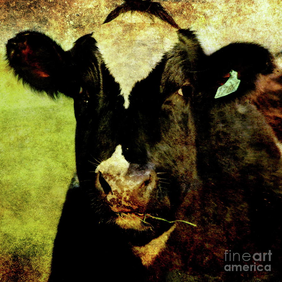 Cow 1787 . Texture . Square . 7D4338 Photograph by Wingsdomain Art and Photography